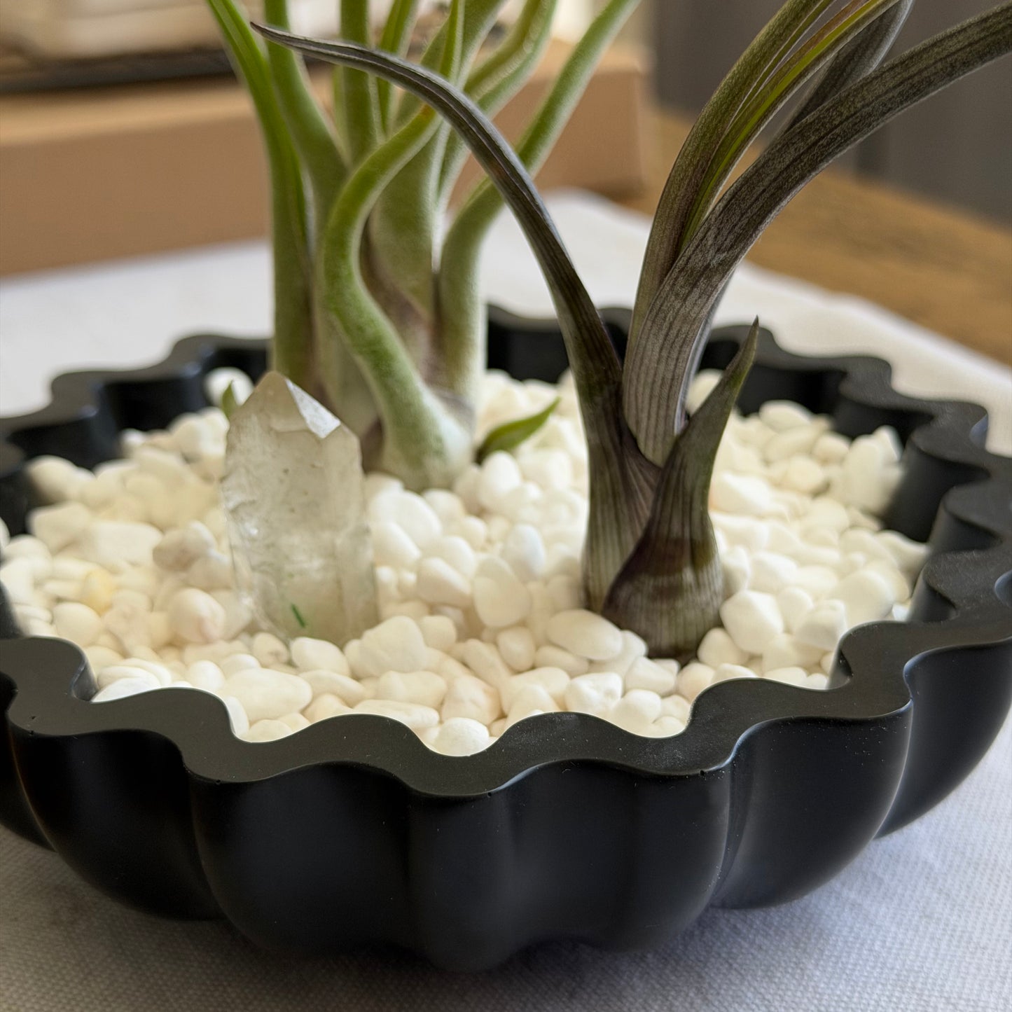 Coastal Scalloped Bowl